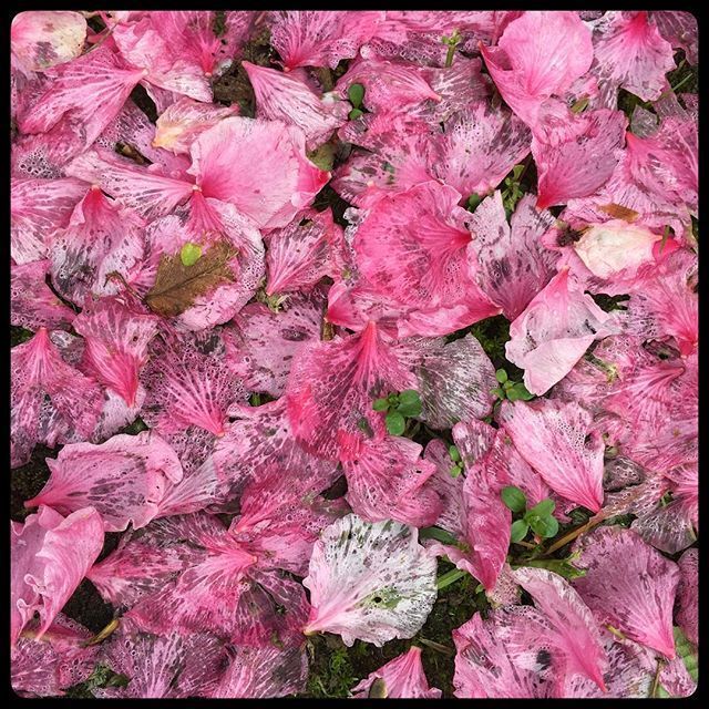 Instagram Photo Contest: "Spring in Napa Valley"